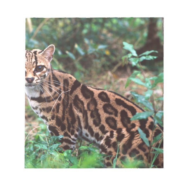 Margay, Leopardus wiedi, Hemma i Mexiko till Anteckningsblock (Framsida)