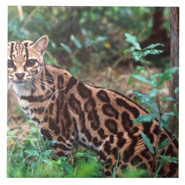 Margay, Leopardus wiedi, Hemma i Mexiko till Kakelplatta (Framsidan)