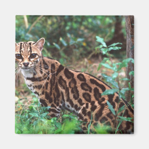 Margay, Leopardus wiedi, Hemma i Mexiko till Magnet