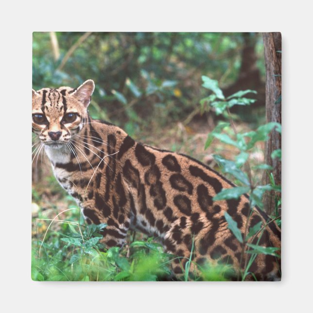 Margay, Leopardus wiedi, Hemma i Mexiko till Magnet (Framsidan)