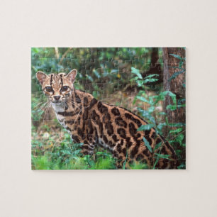 Margay, Leopardus wiedi, Hemma i Mexiko till Pussel