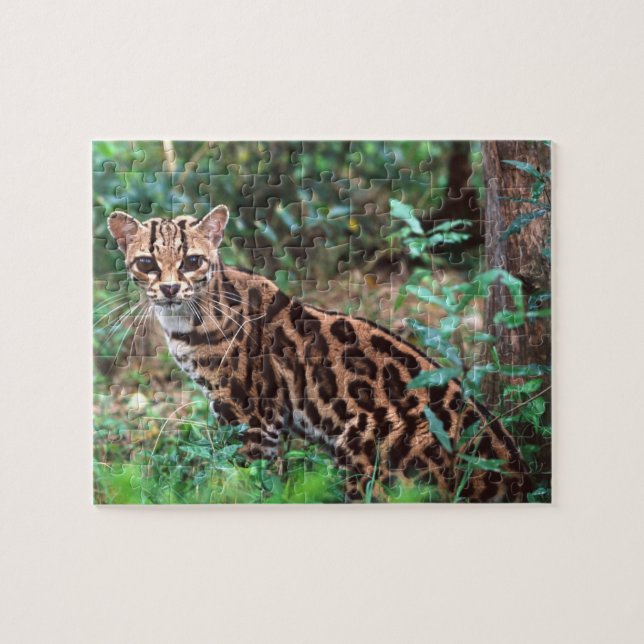 Margay, Leopardus wiedi, Hemma i Mexiko till Pussel (Horisontell)