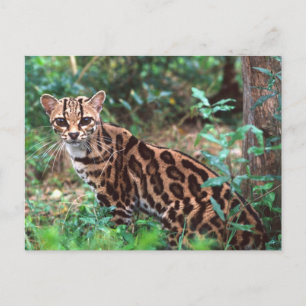 Margay, Leopardus wiedi, Hemma i Mexiko till Vykort