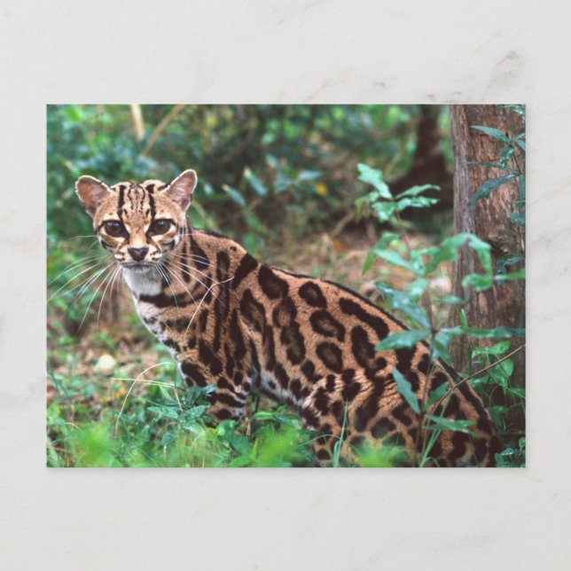 Margay, Leopardus wiedi, Hemma i Mexiko till Vykort (Framsida)