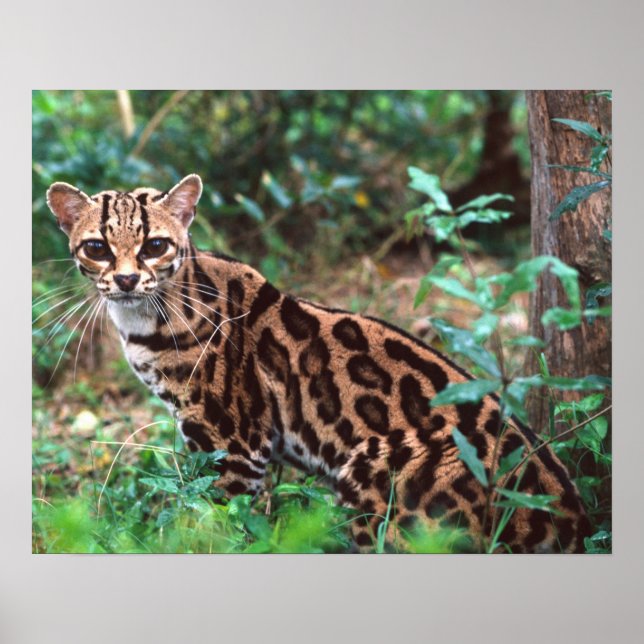 Margay, Leopardus wiedi, Ursprunglig i Mexiko till Poster (Framsidan)