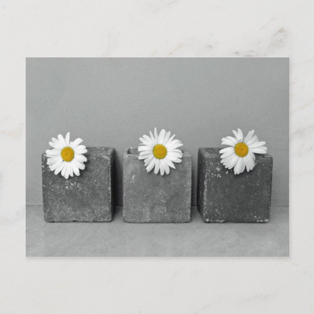 Margeriten Vykort (Framsida)