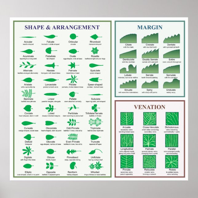 Marginalformen löv Morphology Chart-form Poster (Framsidan)