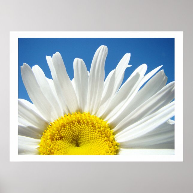 Margretblomma Finkonsttryck Blå Himmel Blommig Poster (Framsidan)