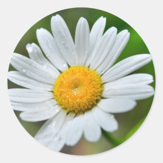 Marguerite-vild-blomma426 WILDFLOWERS-DAISY SPRIN Runt Klistermärke