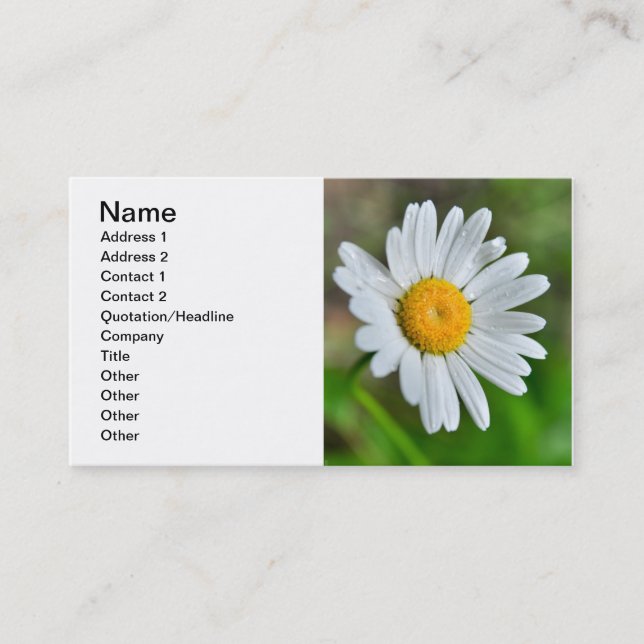 Marguerite-vild-blomma426 WILDFLOWERS-DAISY SPRIN Visitkort (Framsida)