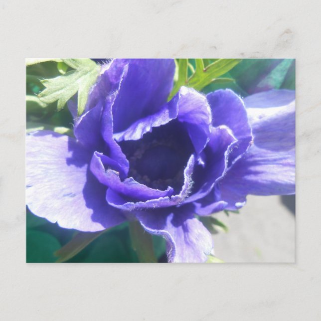 Marguerite Vykort (Framsida)