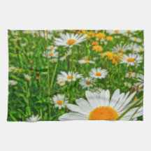 margueritefält i vår