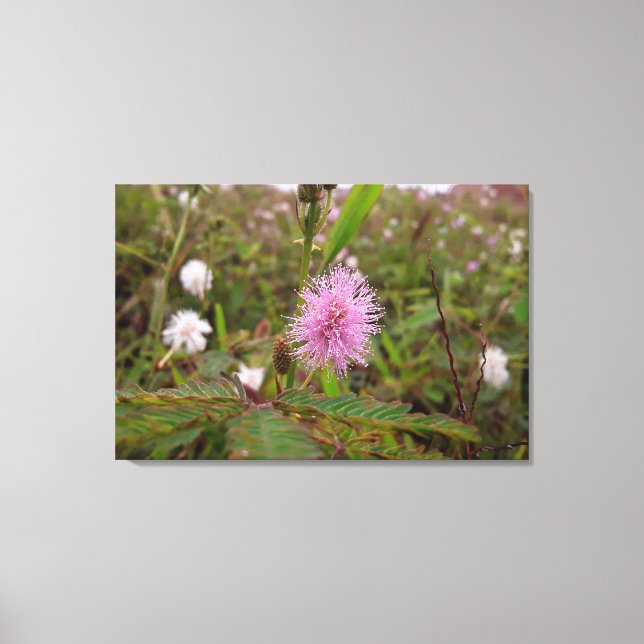 Maria fecha a porta  - Campo Canvastryck (Framsida)