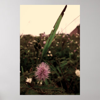 Maria-fecha-a-porta  -FILTRO Poster