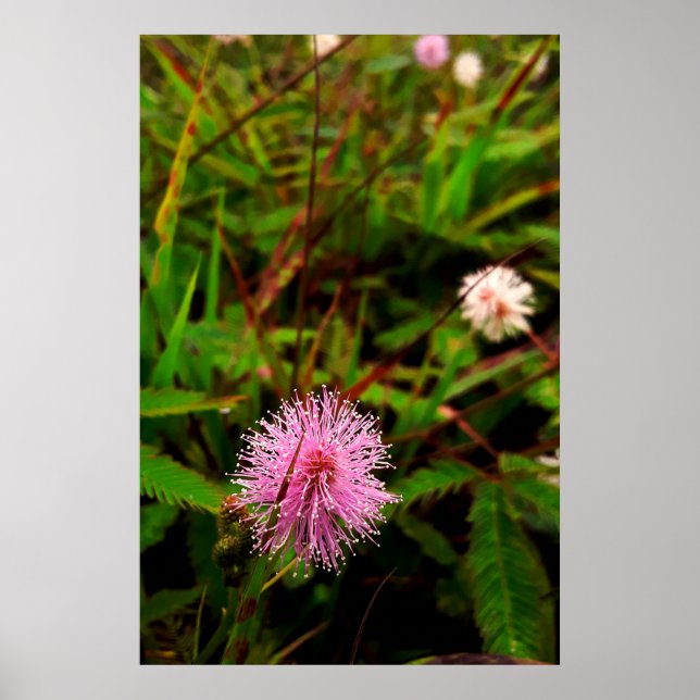 Maria-fecha-a-porta - intenso poster (Framsidan)