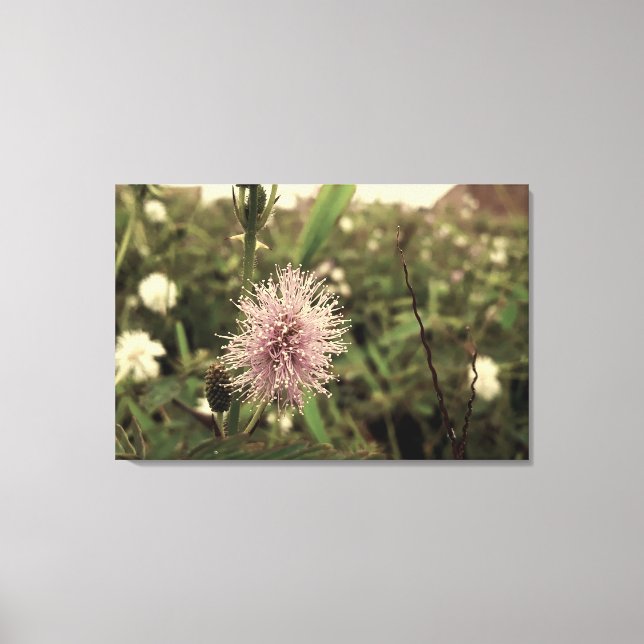 Maria-fecha-a-porta - OLD Canvastryck (Framsida)