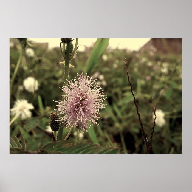 Maria-fecha-a-porta - OLD Poster (Framsidan)