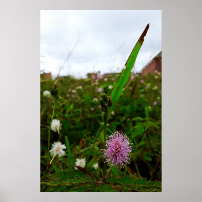 Maria-fecha-a-porta - ORIGINAL Poster (Framsidan)