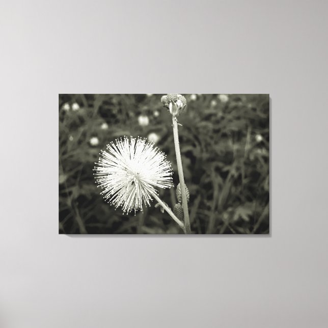 Maria-fecha-a-porta - p&b canvastryck (Framsida)