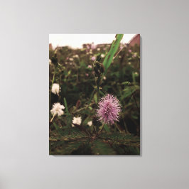 Maria-fecha-a-porta - ROSA Canvastryck