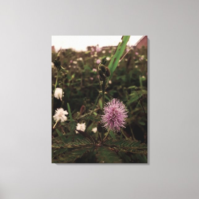 Maria-fecha-a-porta - ROSA Canvastryck (Framsida)