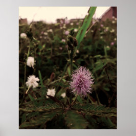 Maria-fecha-a-porta - ROSA Poster