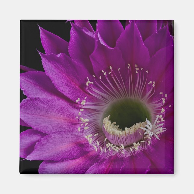 Maria Piazza blommoms Magnet (Framsidan)