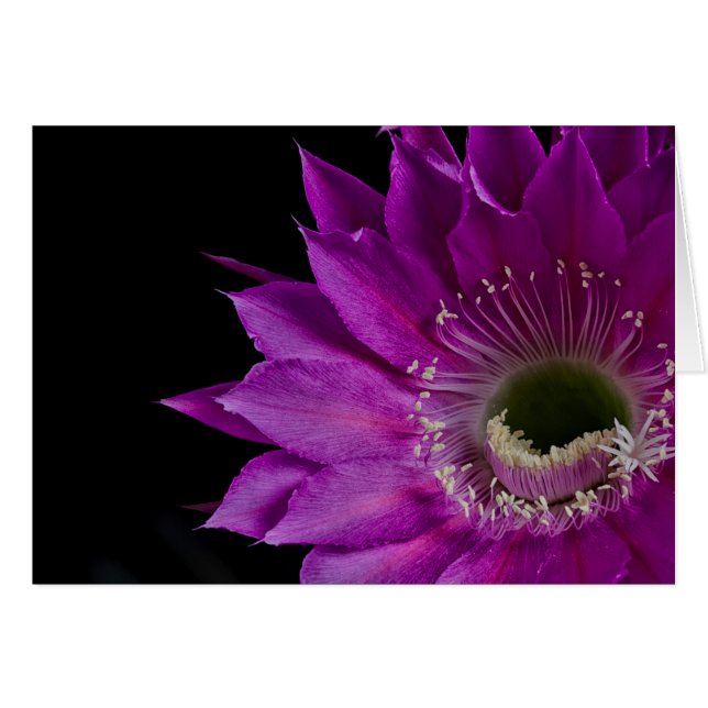 Maria Piazza Cactus blomma i blomning Hälsningskort (Framsidan Horizontal)