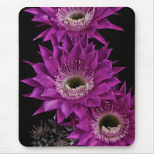 Maria Piazza till tredje