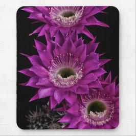 Maria Piazza till tredje Musmatta