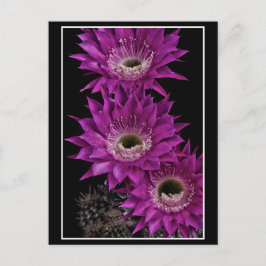 Maria Piazza till tredje Vykort