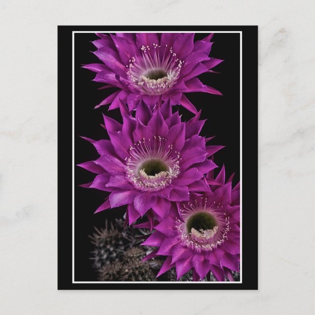 Maria Piazza till tredje Vykort (Framsida)