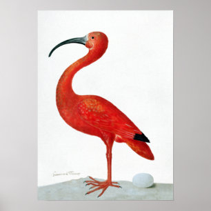 Maria Sibylla Merian Scarlet Ibis med ett ägg Poster