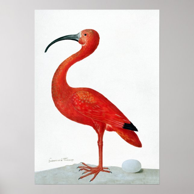 Maria Sibylla Merian Scarlet Ibis med ett ägg Poster (Framsidan)