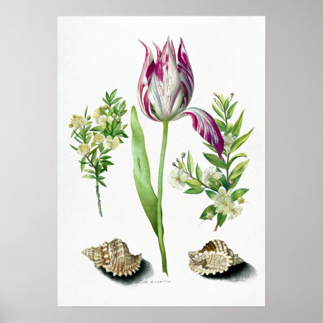 Maria Sibylla Merian Tulip, två Grenar av Myrtle Poster (Framsidan)