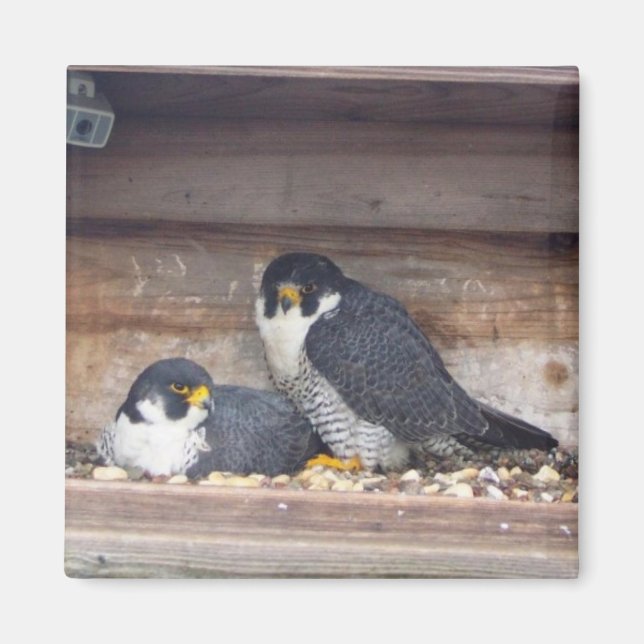 Mariah och Kaver Magnet (Framsidan)