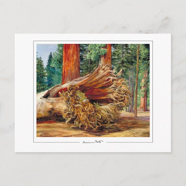 Marianne North #7 - Finkonstkort Vykort (Framsida)