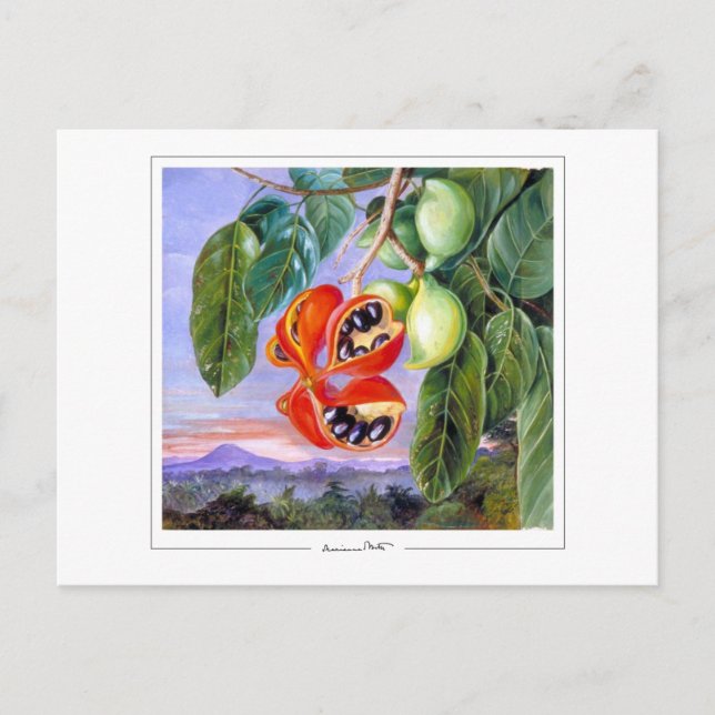 Marianne North #9 - Finkonstpostkort Vykort (Framsida)