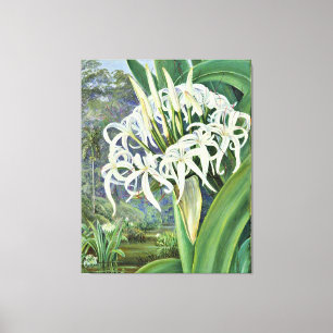 Marianne North - A Bornean Crinum Canvastryck
