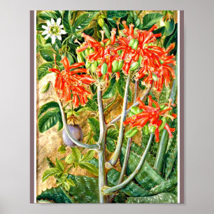 Marianne North - Aloe och Passion Flower Poster