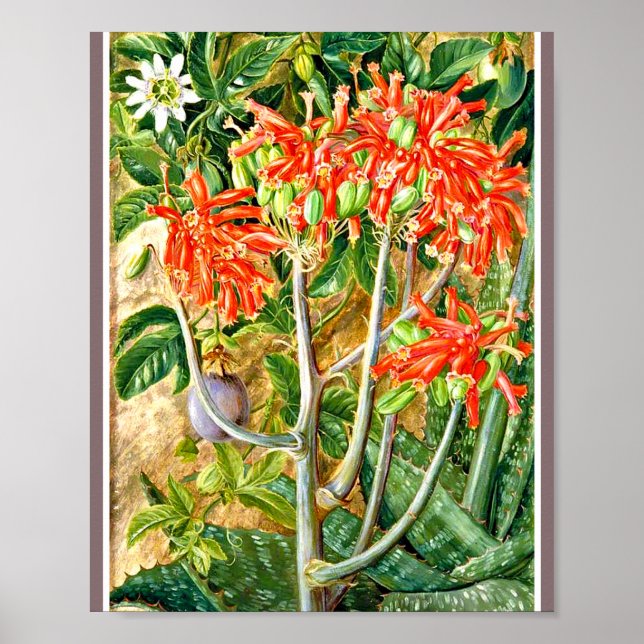 Marianne North - Aloe och Passion Flower Poster (Framsidan)