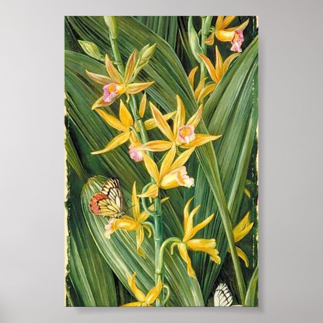 Marianne North - An Orchid and Butterflies Poster (Framsidan)