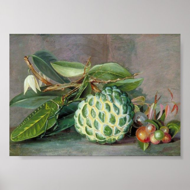 Marianne North - Custard Apple Art Poster (Framsidan)
