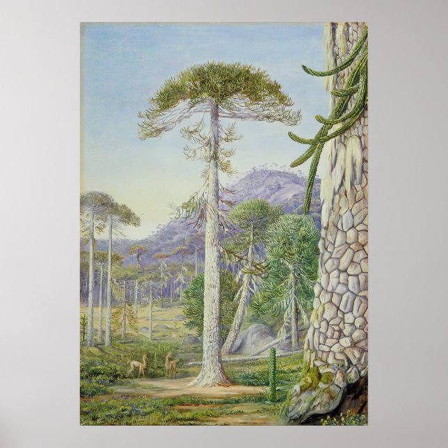 Marianne North - Exotic Landscape II Poster (Framsidan)