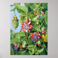 Marianne North Fruit från Passion Flower