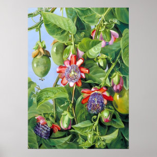 Marianne North Fruit från Passion Flower Poster