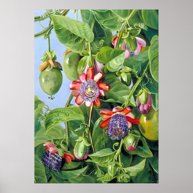Marianne North Fruit från Passion Flower Poster (Framsidan)