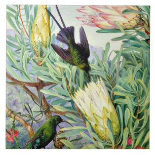 Marianne North, Honeyblommor och Honeysuckers Kakelplatta