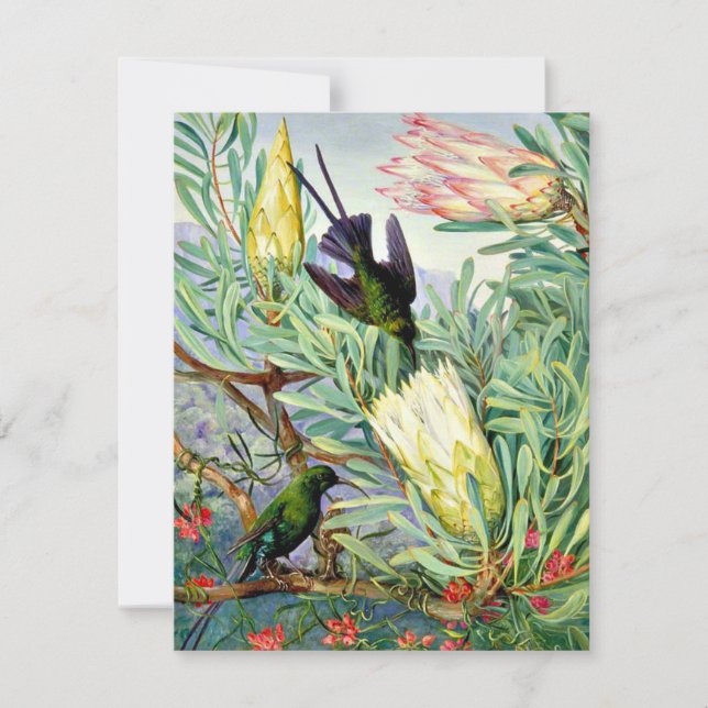 Marianne North - Honeyblommor och Honeysuckers Kort (Framsida)