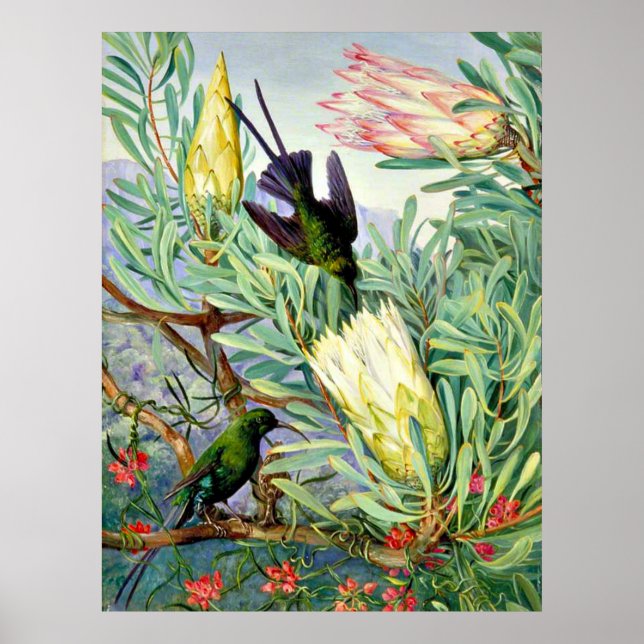 Marianne North - Honeyblommor och Honeysuckers Poster (Framsidan)